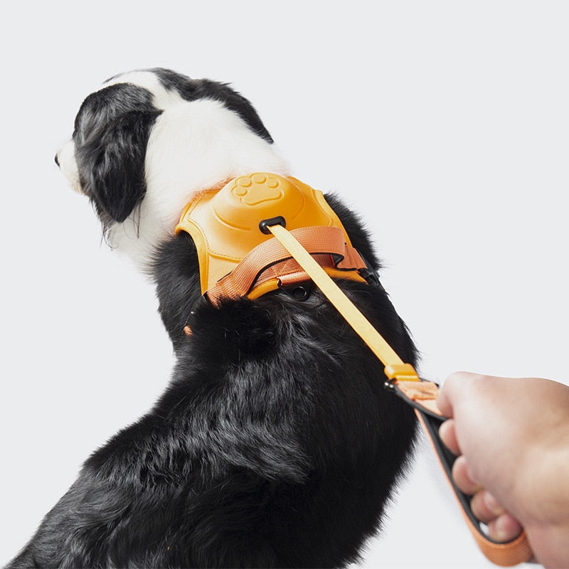 Harnais pour Chien avec Laisse Rétractable