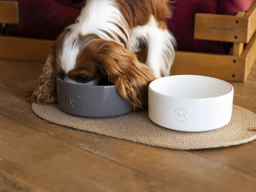 Gamelle Chien Design