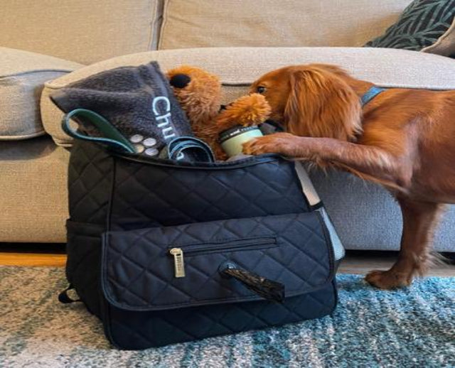 Chez PamiPaws