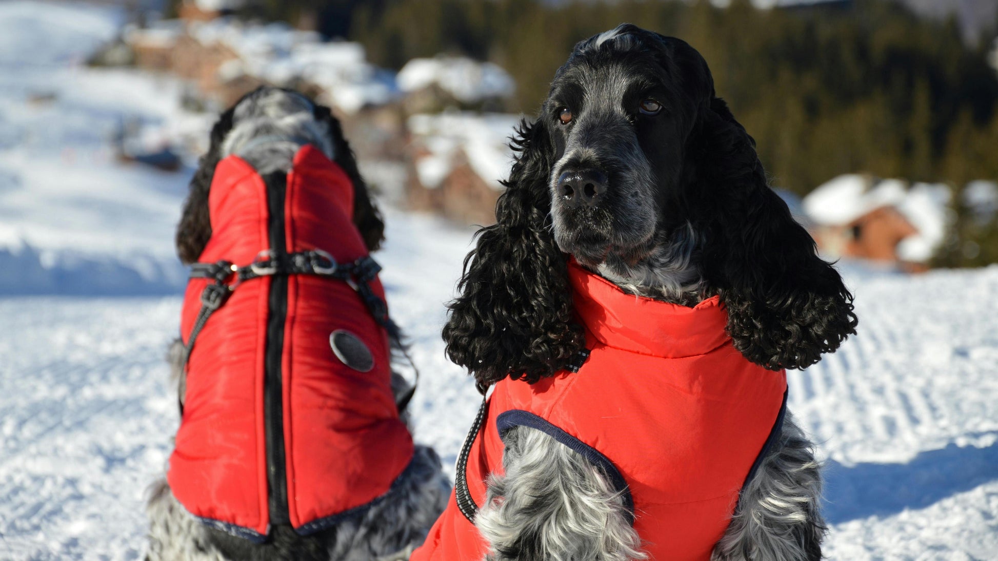 Manteau Imperméable pour Petit Chien