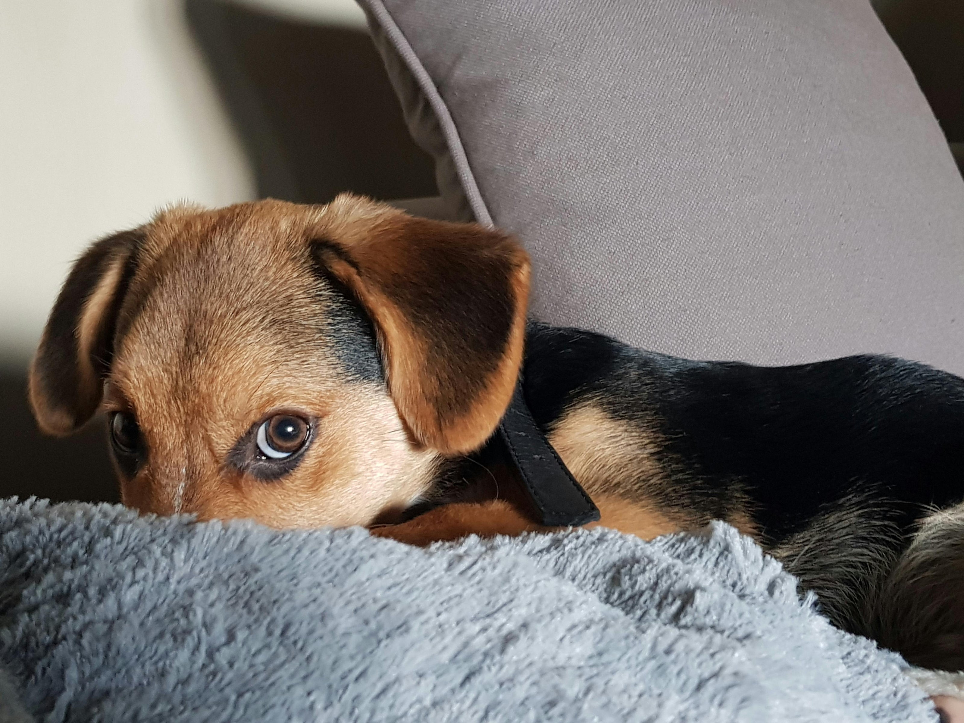 Chez PamiPaws
